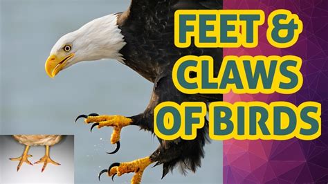 feet and claws of birds youtube