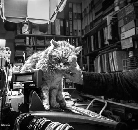 C At Work Candid Photos Capture Cats Hard At Work Meowingtons