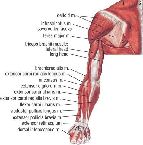 muscles  upper limb sorengrodean