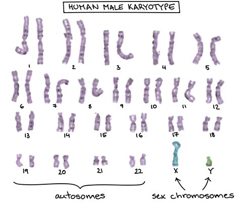 Chromosomes In Humans