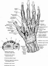 Extensor Tendon sketch template