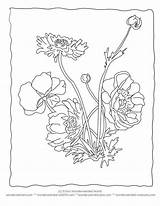 Coloring Pages Anemone Flower Printable Realistic Sheets Botany Botanical Hemp Color Adult Physical Getcolorings Worksheets Colouring Ed Drawings Azcoloring Getdrawings sketch template