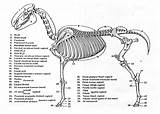 Horse Anatomy Skeletal Animal Veterinary Coloring Studies Horses sketch template
