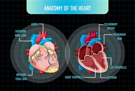 parts   heart   functions     types