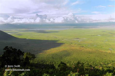 ngorongoro crater meet wild animals