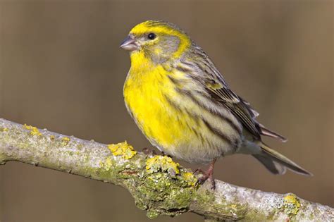 erkennen sie den vogel des jahres  natur derstandardat