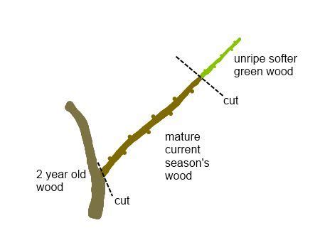 propagate tree cuttings extremely  info  pictures