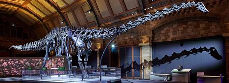 dippy returns  nations favourite dinosaur natural history museum