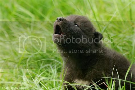 wolf pup howling wolfman real animajpg photo  spence photobucket