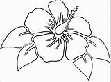 Flower Hibiscus Drawing Hawaii State Coloring Plant Drawings Getdrawings Paintingvalley sketch template
