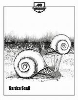 Coloring Pages Invertebrate Snail Garden sketch template
