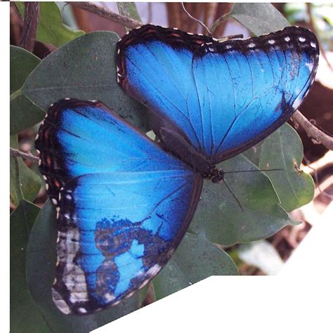 blue morpho butterfly  apologize       flickr