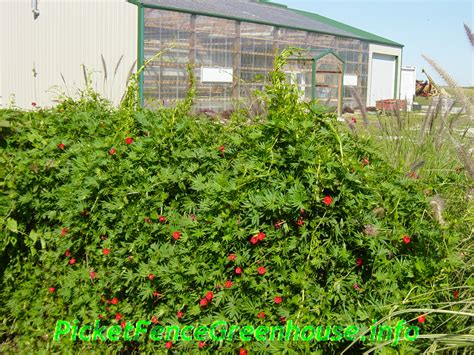 picket fence greenhouse iowa gardening cardinal climber vine archives picket fence greenhouse