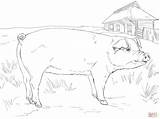 Pig Coloring Pages Adult Minecraft Pork Adults Bellied Pot Color Pigs Printable Getcolorings Flying Template Getdrawings sketch template