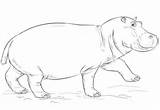 Drawing Hippo Coloring Draw Cute Face Hippopotamus Pages Printable Drawings Sketch Step Open Mouth sketch template