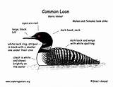 Loon Common Coloring Loons Bird Drawing Pages Birds Nature Exploringnature Diagram Drawings Exploring Resource Tattoo Choose Board Link sketch template
