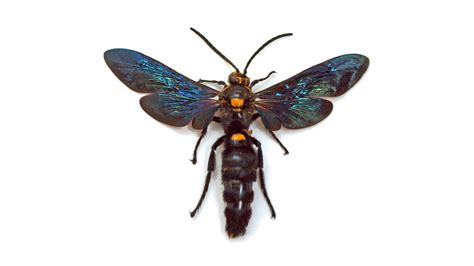 ansp entomology collection