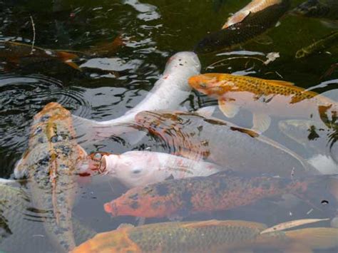 french easel koi fish  hong kong park