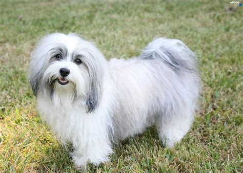 havanese white  gray dogs wallpapers