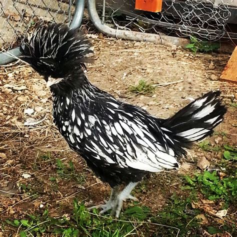 what are the sex of my 10 week old polish chickens backyard chickens