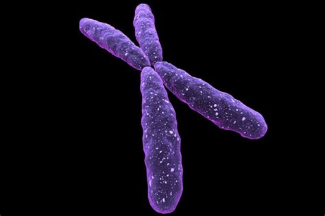 whitehead institute news 2013 sex chromosome shocker the “female” x a key contributor to