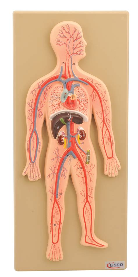 human circulatory system model hand painted hbarsci