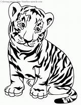 Tiger Baby Coloring Pages Timeless Miracle sketch template