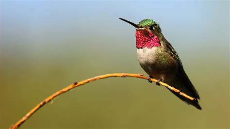 species spotlight ruby throated hummingbird