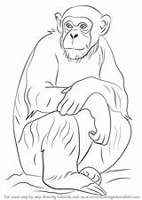 Chimpanzee Chimp Drawingtutorials101 sketch template