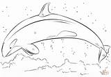 Orca Killerwal Ausmalen Ausmalbild Colorare Disegni Kostenlos Schwertwal Jumping sketch template