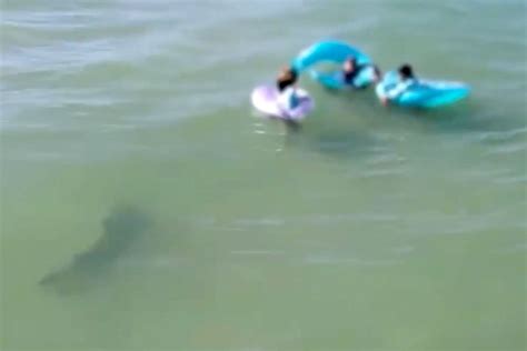 drone footage shows  sharks creep   swimmers   beach