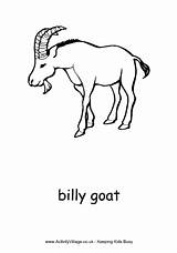 Goat Billy Colouring Coloring Explore sketch template