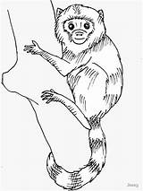 Pygmy Marmoset Fanimal Resistant Removable Stickers sketch template