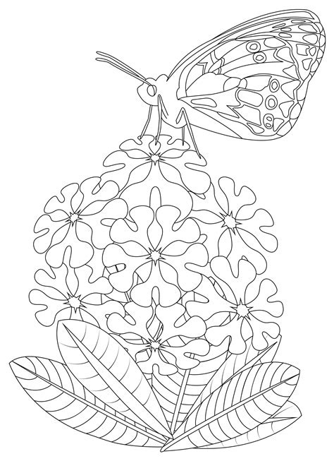butterfly  flowers coloring page  printable