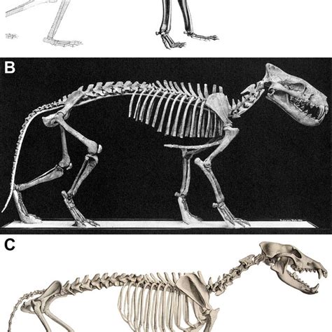 skeletal reconstructions   borhyaenid sparassodont  borhyaena