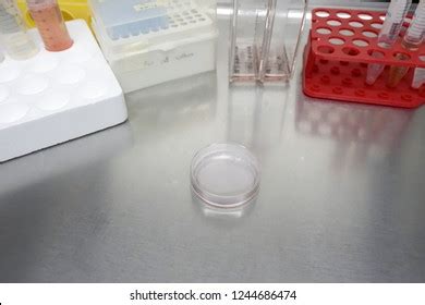 cell culture disc plate laminar flow stock photo  shutterstock