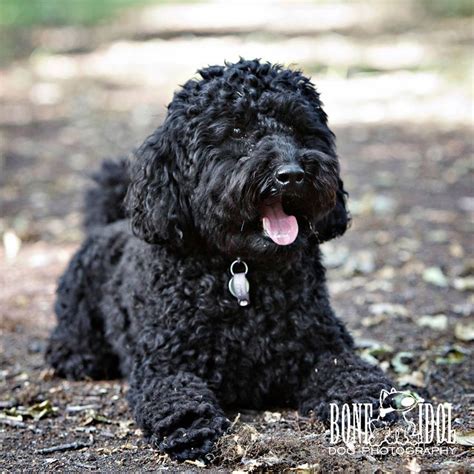 dog portrait photographer  south london miniature poodle black