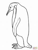 Penguin Emperor Coloring Drawing Pages Baby Outline Printable Penguins Draw Drawings Cartoon Clipart Line Easy Supercoloring Clip Print sketch template