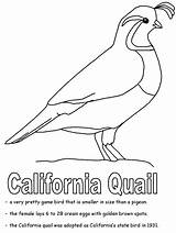 Quail Quails Geography Emblems Letter Kidzone Primates sketch template