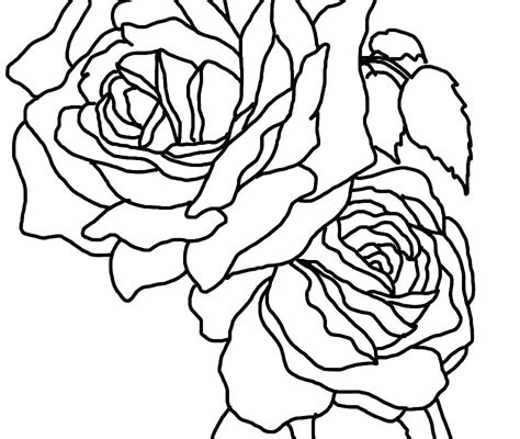 bunch  roses drawing    clipartmag