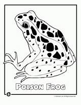 Endangered Frog Animaljr Coloringhome Poison Dart Species sketch template