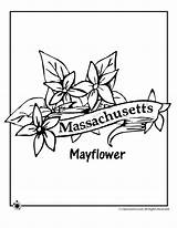 Coloring Flower Massachusetts State Pages Woojr Jr Mayflower Bird Printable Rhode Ages Island Choose Board sketch template