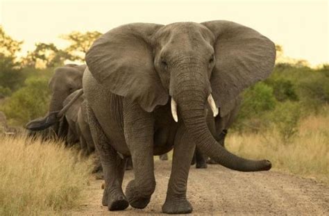 voi phong thuy vai tro cua  voi trong phong thuy tuong  tranh    phong