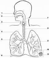 Respiratory System Printable sketch template
