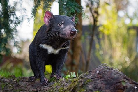 tasmanian devils return  australia   years insidehook