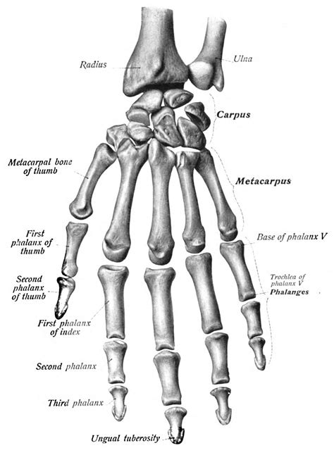 human hand bones bing images human anatomy drawing hand bone anatomy human hand bones