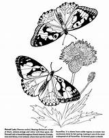 Butterfly Musings Inkspired Wings Kiss Sun Coloring Butterflies sketch template