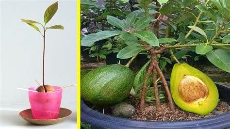 Cara Mudah Menanam Alpukat Dalam Pot How To Plant Avocado Tree Youtube