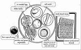 Seder Plate Passover sketch template