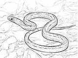 Snake Coloring Pages Garter Printable Drawing Snakes Sea Plains Serpent Taipan Racer Sheets Color Realistic Print Template Drawings Paper sketch template